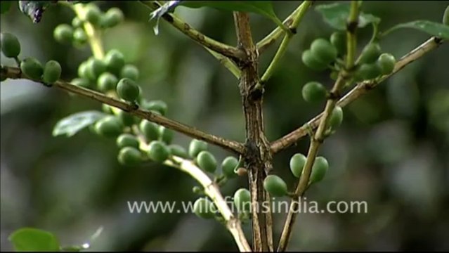 1692.Coffee Bean Plants in Kerela