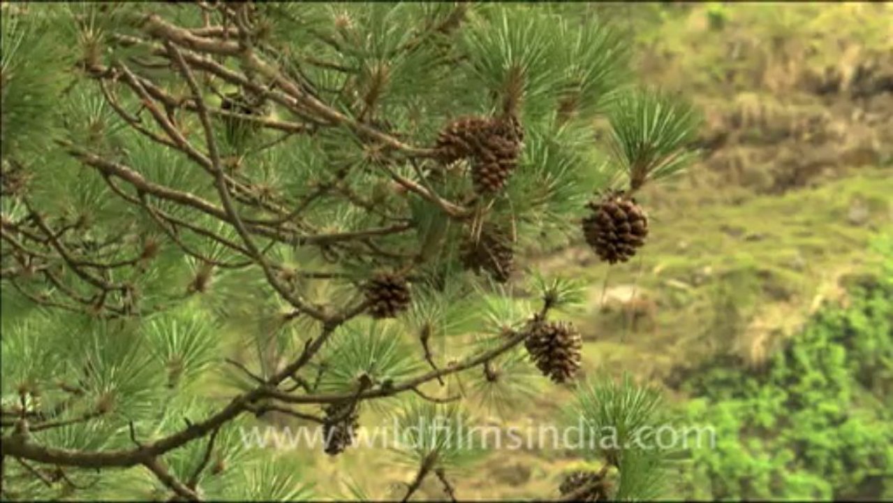 1704.Cliffy Goral habitat along the Ganga