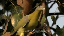 1705.Yellow legged Green Pigeon sitting on tree