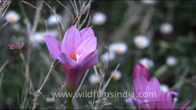 1709.Crocus lilies in Mussoorie