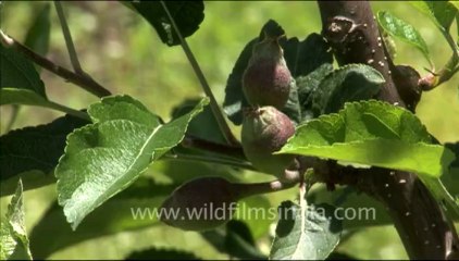1719.Apple Trees in Harsil