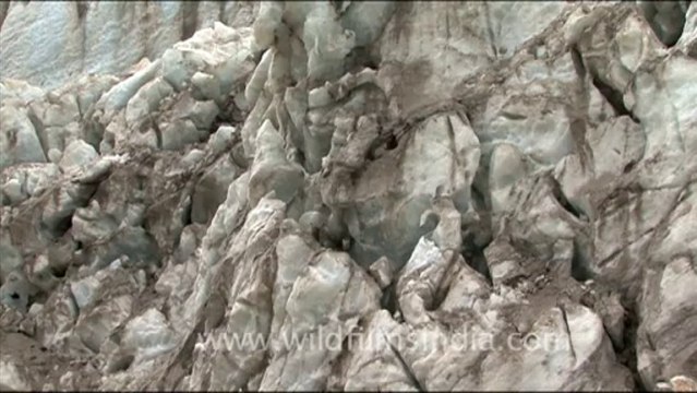 1736.Blue ice of Gangotri Glacier at Gaumukh