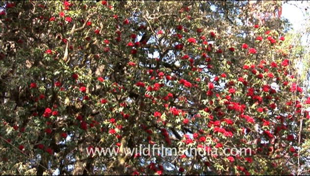 1738.Rhododendron arboreum Trees