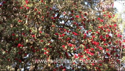 1738.Rhododendron arboreum Trees