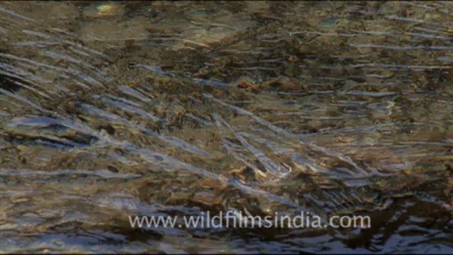 1741.Ice cracking at Gaumukh