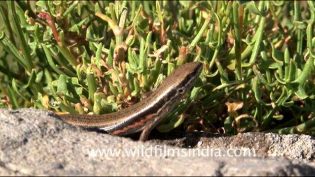 1744.Salamander or Bamini