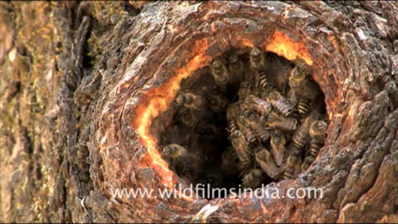 1745.Himalayan Rock Bees