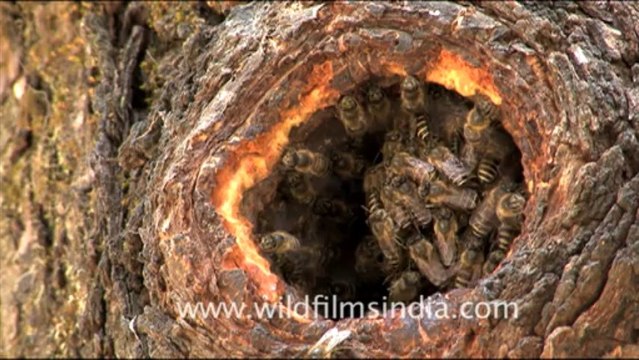 1745.Himalayan Rock Bees