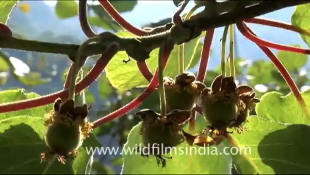 1746.Kiwi Fruit Vines in the Himalaya