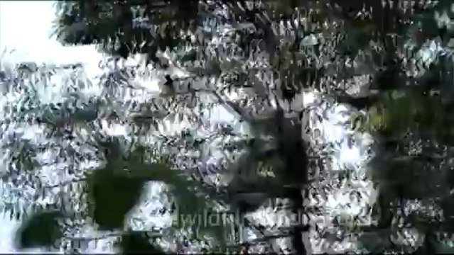 1747.Langurs in the oaks of Landour