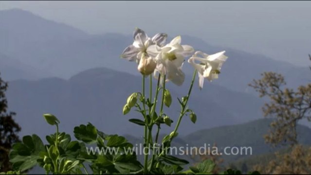 1750.Aquilegia flowers in Landour