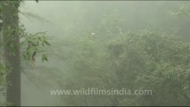 1758.Langur in Landour's mist