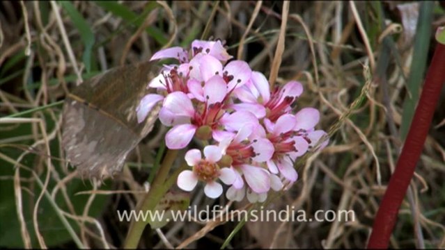 1773.Bergenia or Saxifrage