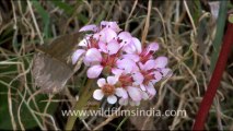 1773.Bergenia or Saxifrage