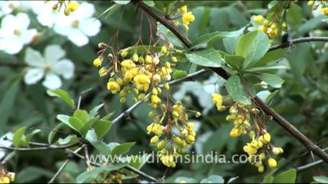 1775.Briar rose creeper in Landour