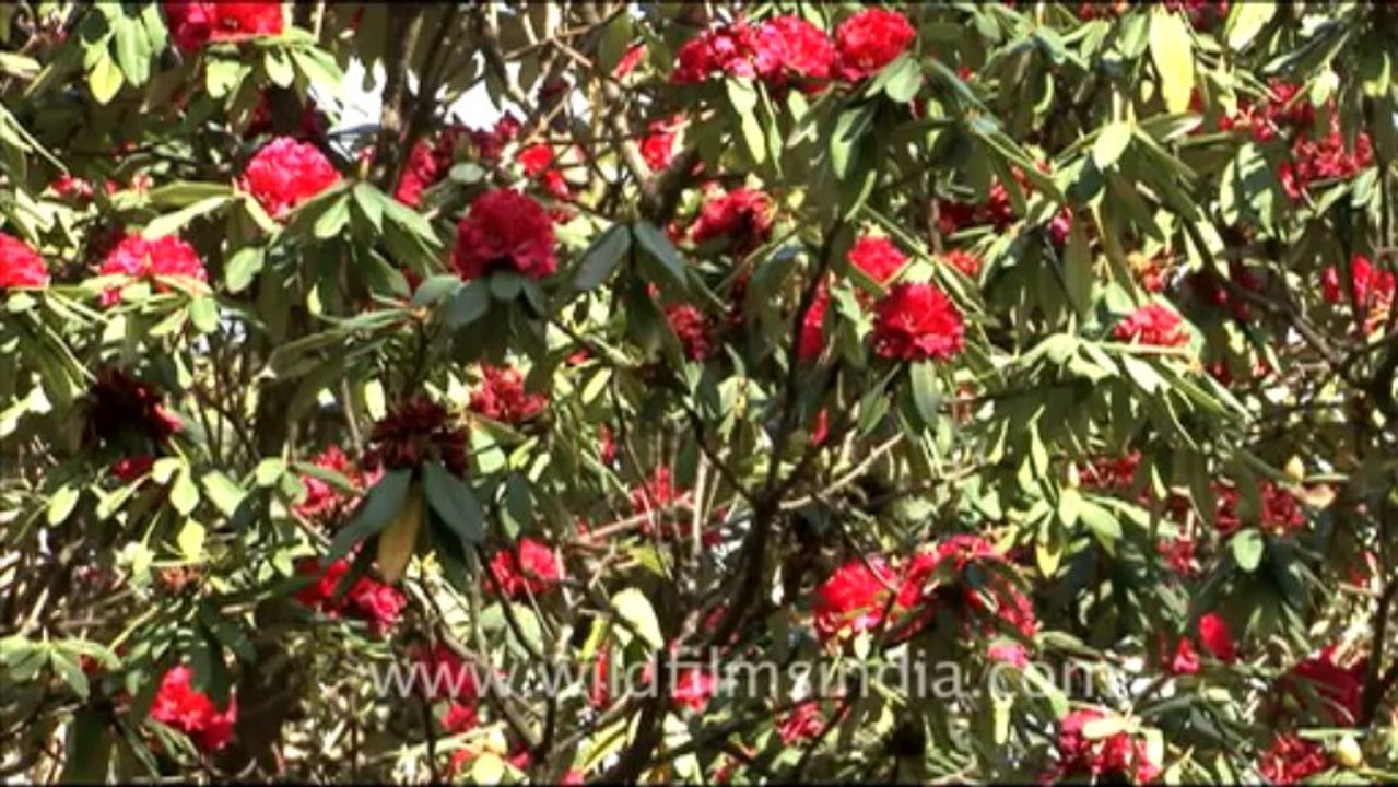 1778.Rhododendron arboreum trees