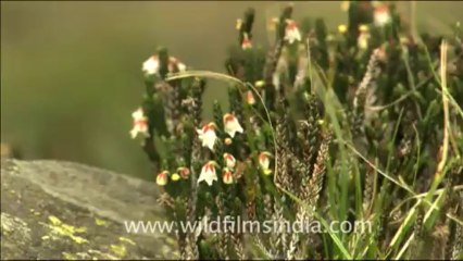 1786.Kiarkoti meadow below Lamkhaga pass