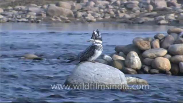 1803.Himalayan Pied Kingfisher in Corbett National Park