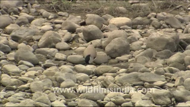 1805.Spurwing Lapwing in Jim Corbett National Park,Uttrakhand