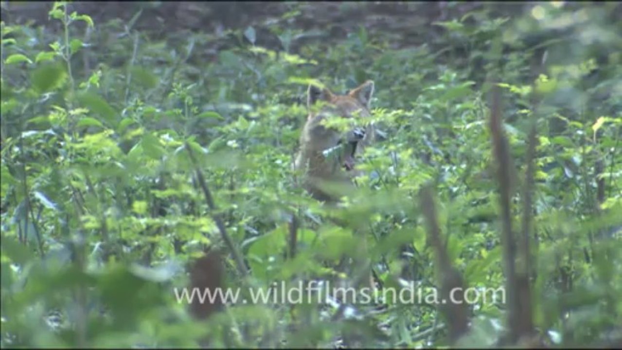 1809.High Bank in Corbett Park, with a jackal