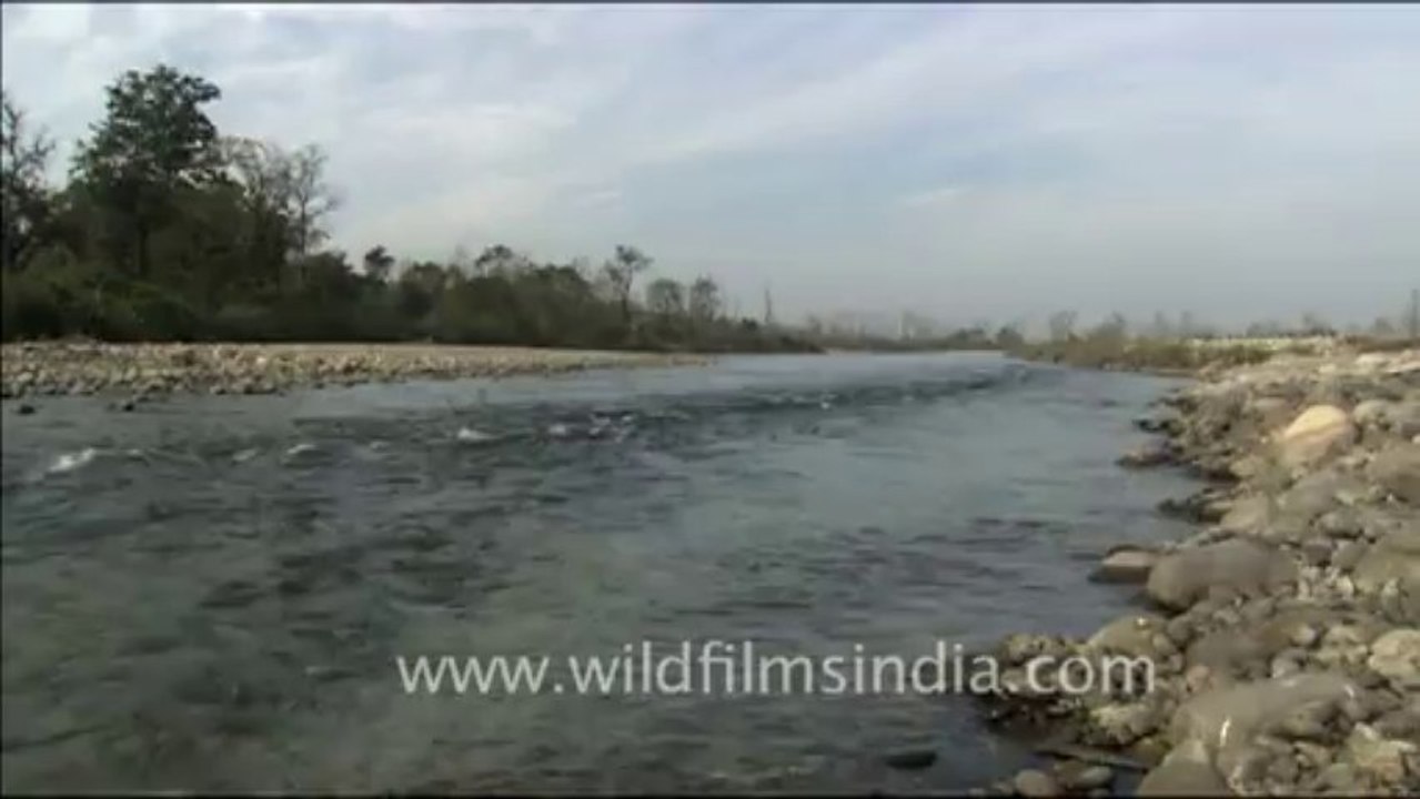 1810.Kosi River, Corbett National Park