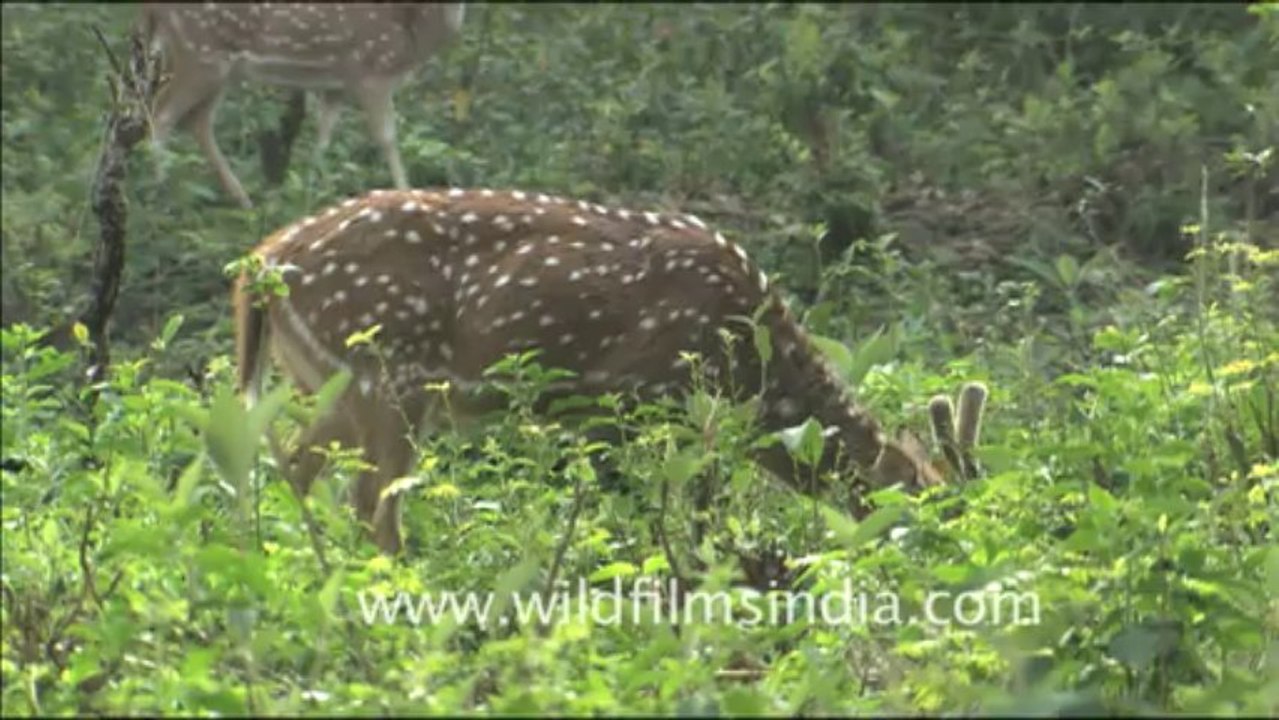 1815.Chital in velvet in Corbett National Park