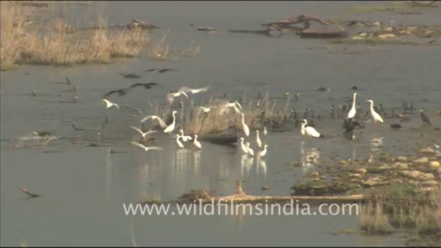 1817.Water birds on the Ramganga - Egrets and cormorants
