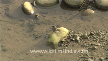 1819.Plumbeous Redstart, Corbett National Park