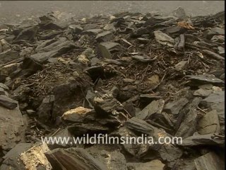 1868.Skulls and bones at Roopkund lake!