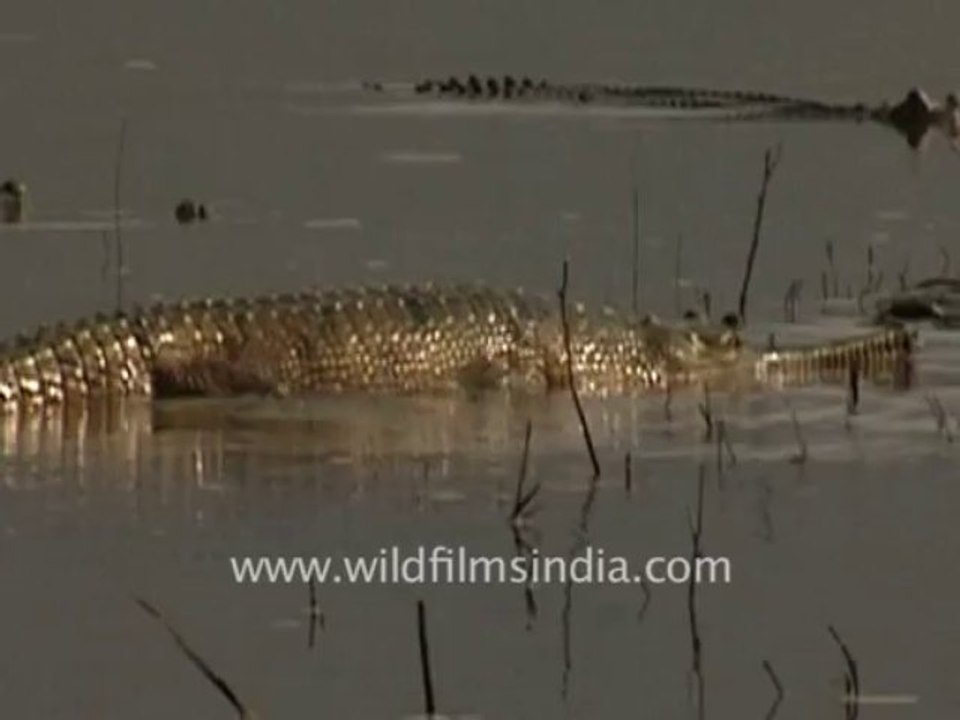 1878.Sunbathing gharial crocodilians