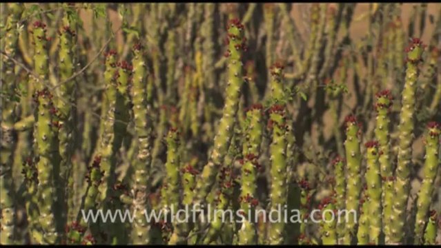 1887.Rajasthan cactii