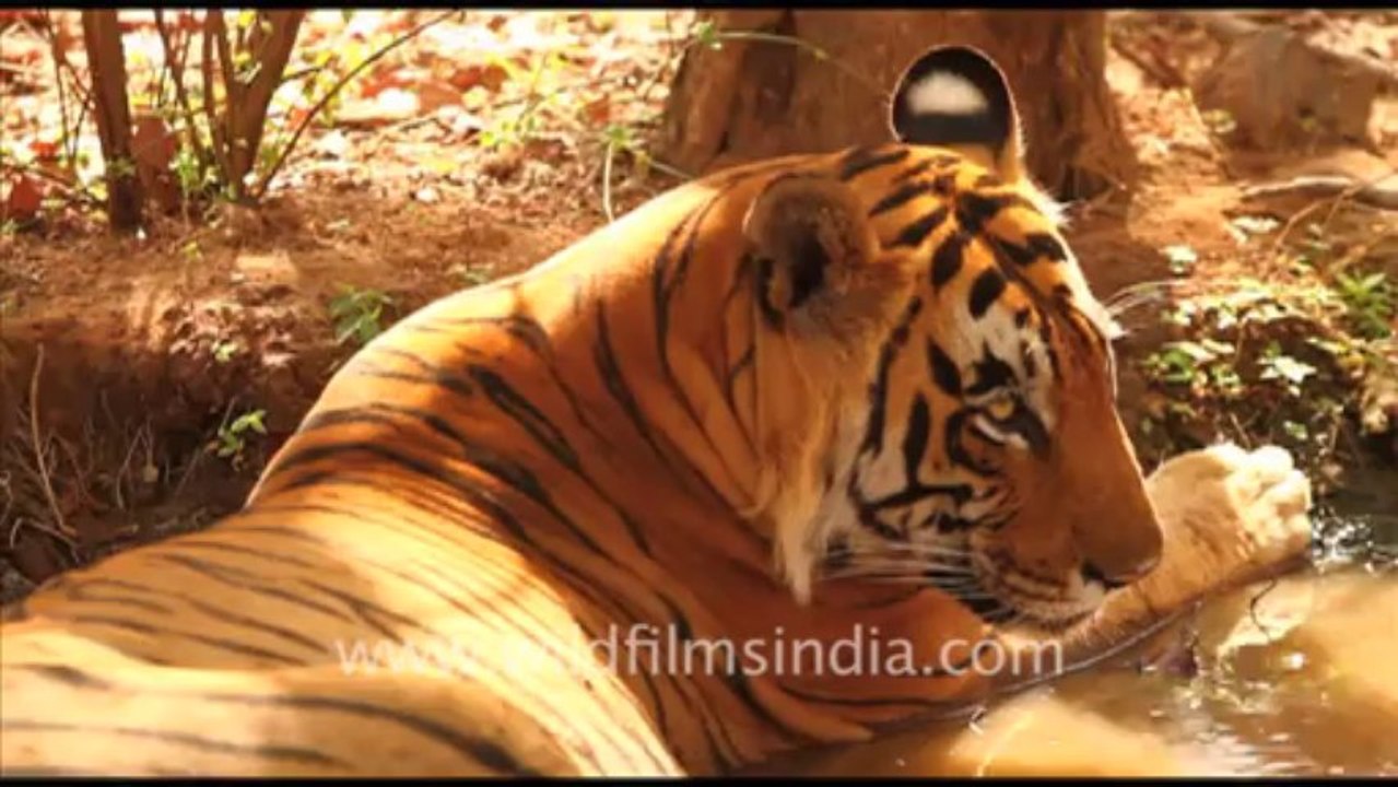 1891.Tiger in Ranthambhore