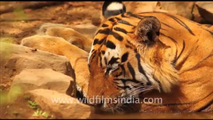 1893.Tiger's haunches in Ranthambore National Park