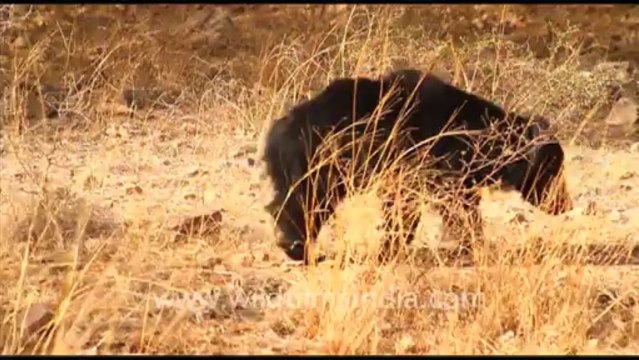 1896.Sloth bear roams through Ranthambore