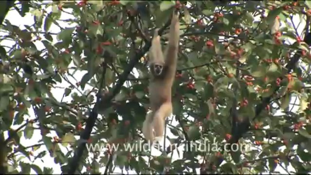 1912.Female Hoolock Gibbon swinging from branches