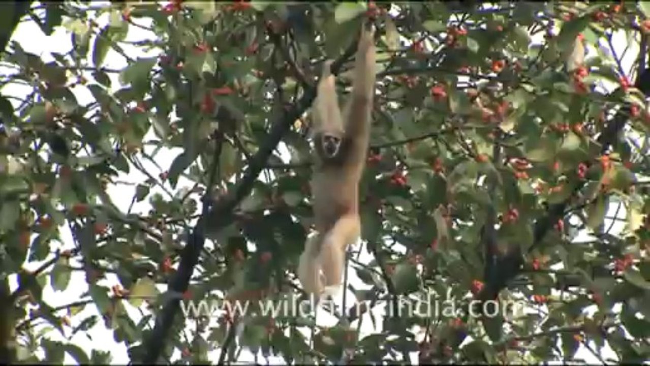 1912.Female Hoolock Gibbon swinging from branches