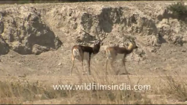 1906.Majestic blackbuck in Tal Chappar, Rajasthan