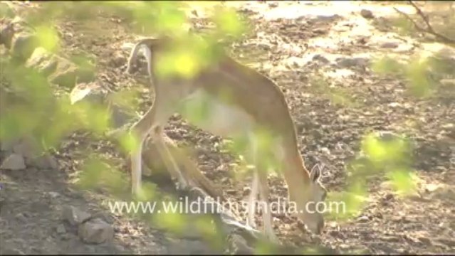 1908.Female black buck