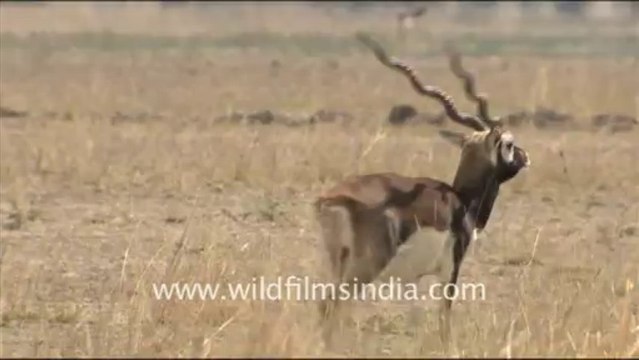 1909.Blackbuck in Tal Chappar Sanctuary