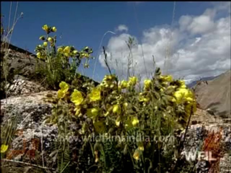 191. Wild India 24 hours-part-3-MPEG-4 800Kbps