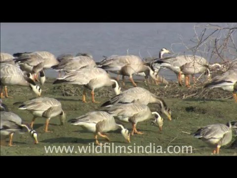 1916.Bar heads, Rajasthan