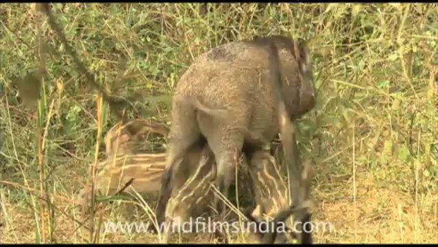 1926.Wild Boar with piglets!