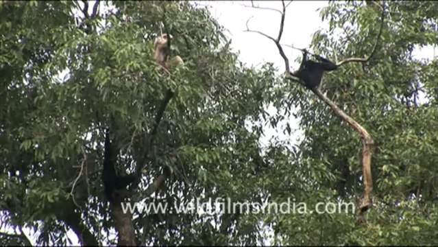 1931.Eastern Hoolock Gibbons