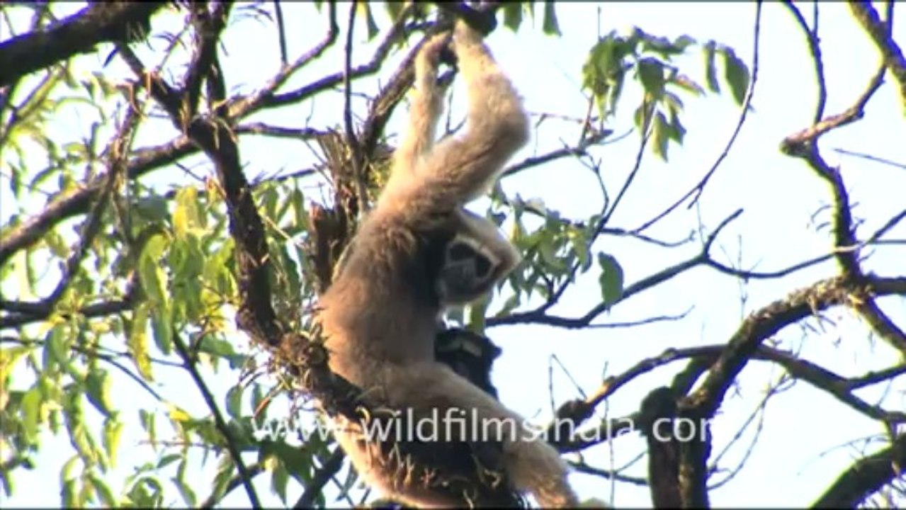 1933.Hoolock Gibbon in Arunachal Pradesh