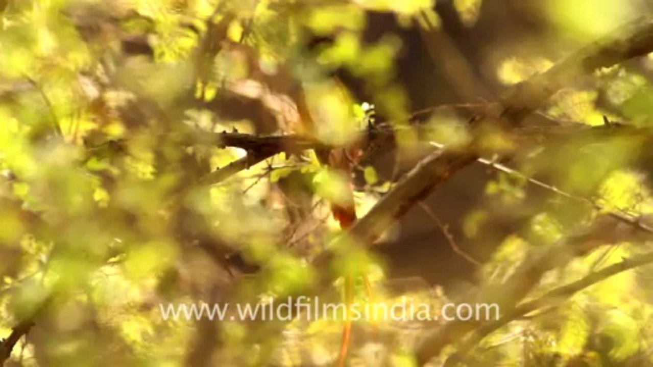 1941.Paradise Flycatcher at Ranthambore