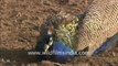 1946.Peafowl having a dust bath in Sariska tiger reserve