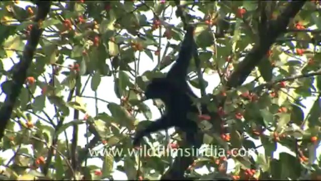 1950.Hoolock Gibbon swinging from branches in Dello Village