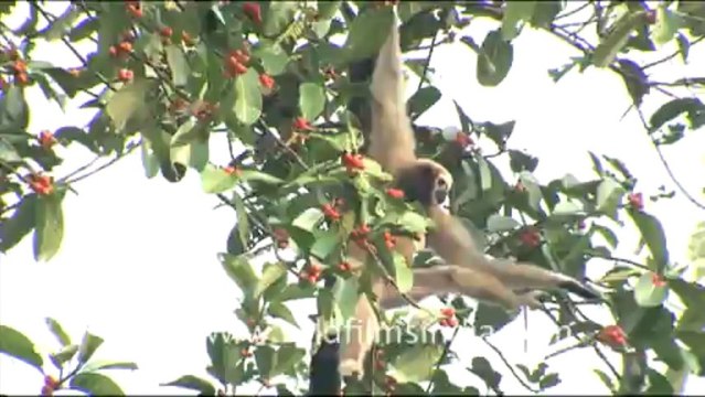 1951.Hoolock gibbon swinging from branch to branch