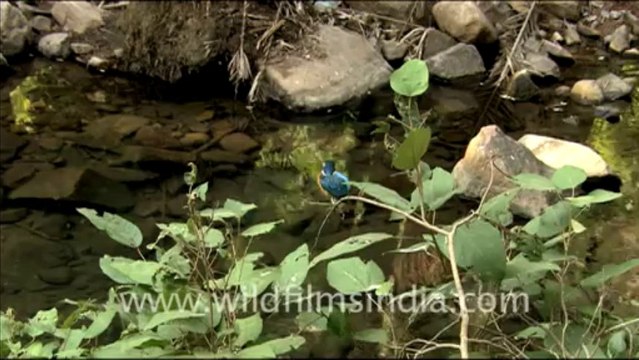 1958.Common Kingfisher and other birds of Sariska national park