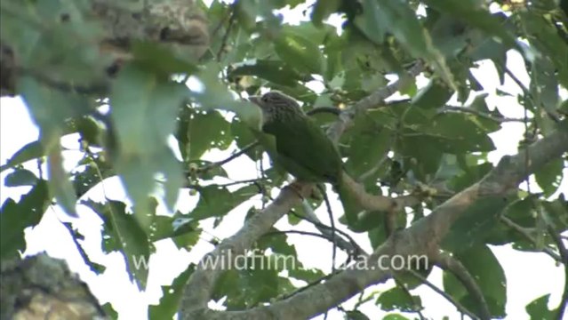 1959.Pied Wagtail, Corbett National Park